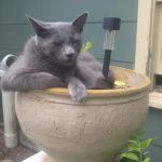 South FM 113 Veterinary Services