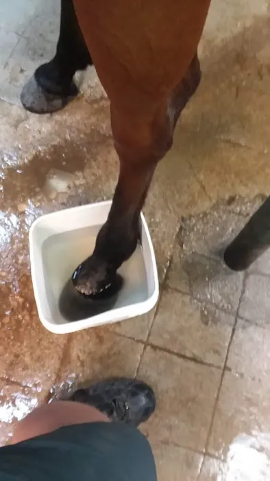 Brazos Valley Equine Hospital - Waco Picture 1