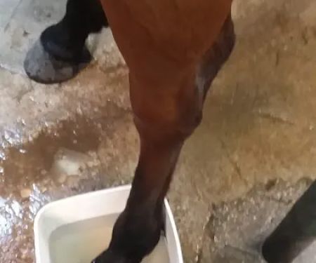 Brazos Valley Equine Hospital - Waco