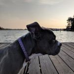 Eastside Animal Hospital