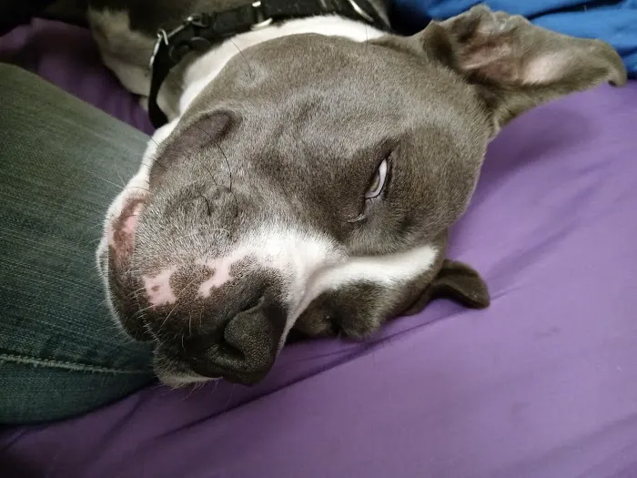 Eastside Animal Hospital Picture 6