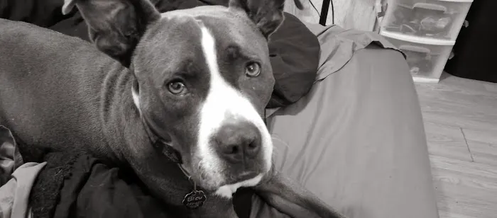 Eastside Animal Hospital Picture 8