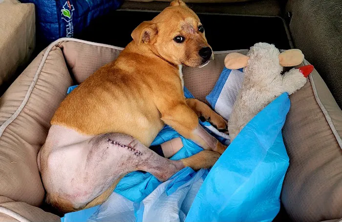 Texas Animal Medical Center Picture 1