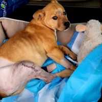 Texas Animal Medical Center ico
