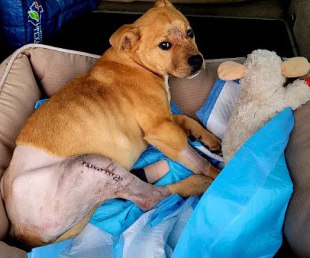 Texas Animal Medical Center