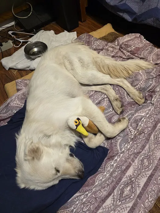 Texas Animal Medical Center Picture 2