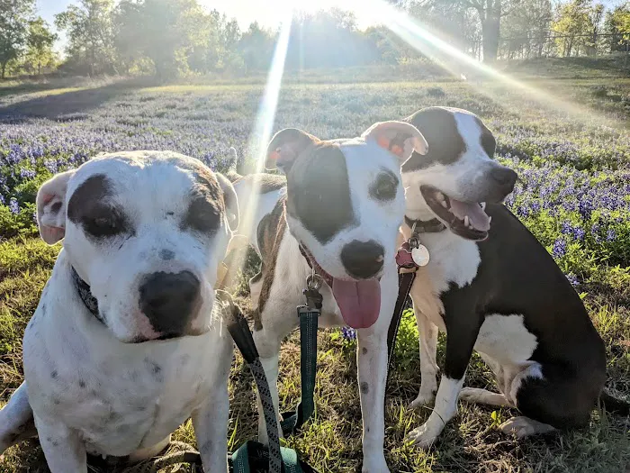Texas Animal Medical Center Picture 4
