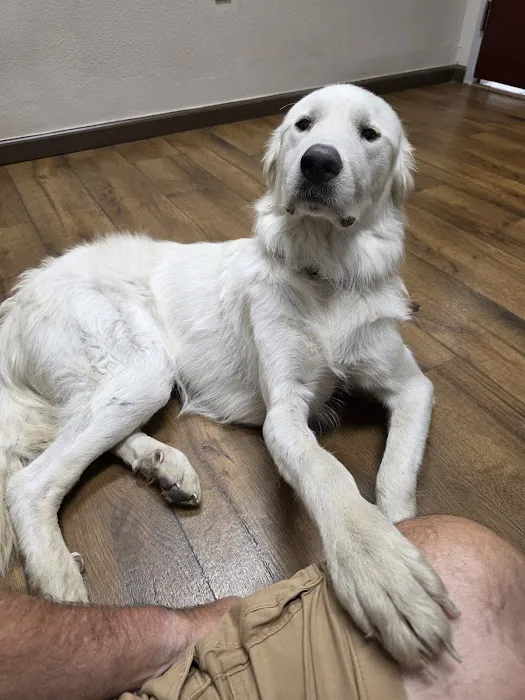 Texas Animal Medical Center Picture 3