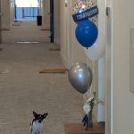 Redline Veterinary Services PLLC