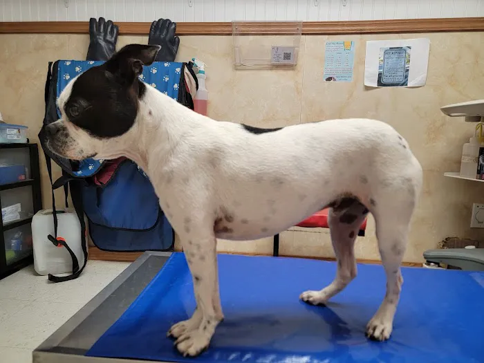 La Vega Veterinary Clinic Picture 3