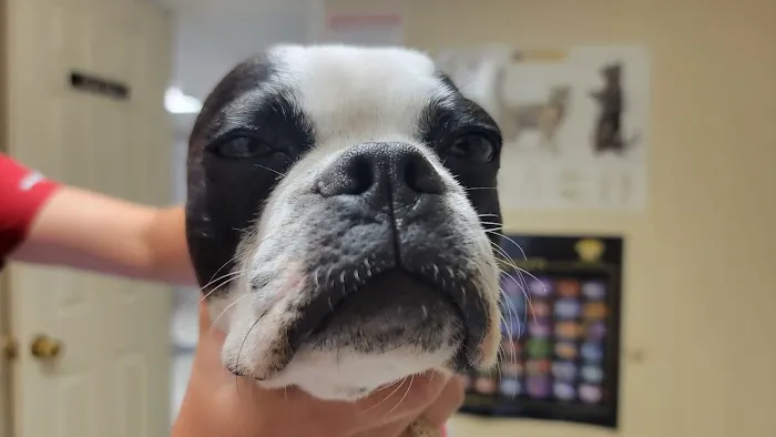 La Vega Veterinary Clinic Picture 2