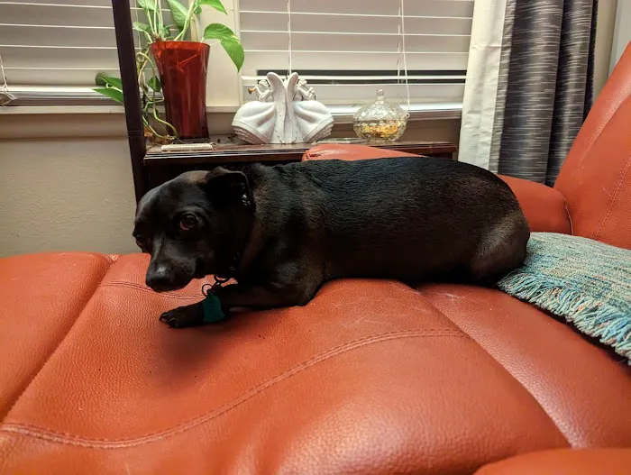 La Vega Veterinary Clinic Picture 7