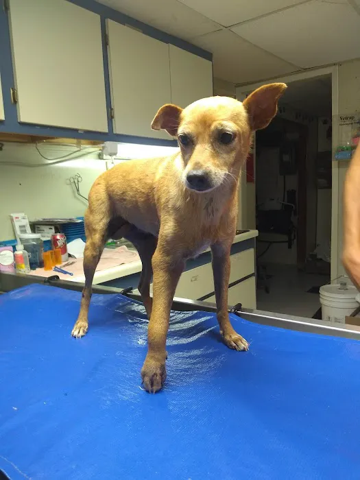 La Vega Veterinary Clinic Picture 8