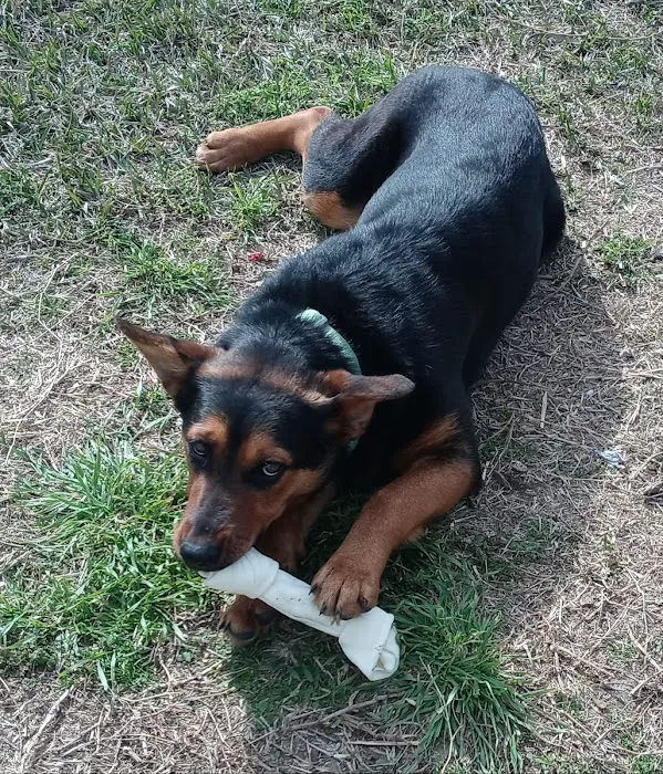 La Vega Veterinary Clinic Picture 9