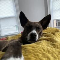 Urgent Pet Care of Waco ico