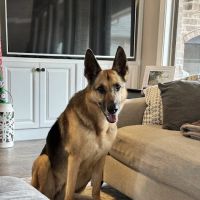 Ramsgate Veterinary Clinic ico