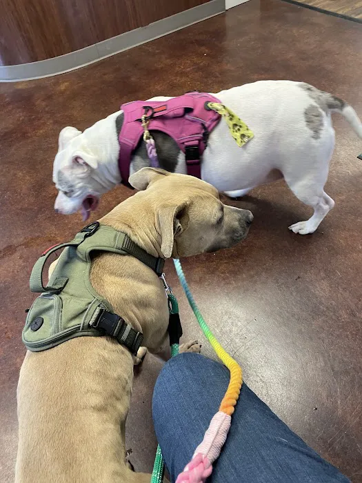 Ramsgate Veterinary Clinic Picture 4
