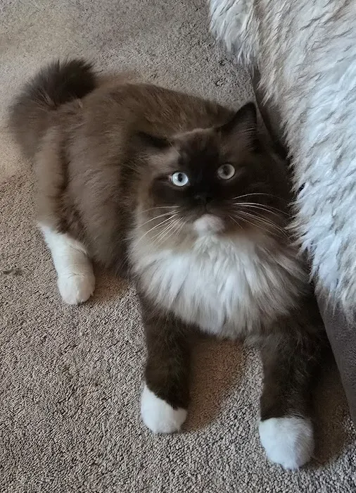 Heart of Texas Ragdolls Picture 2