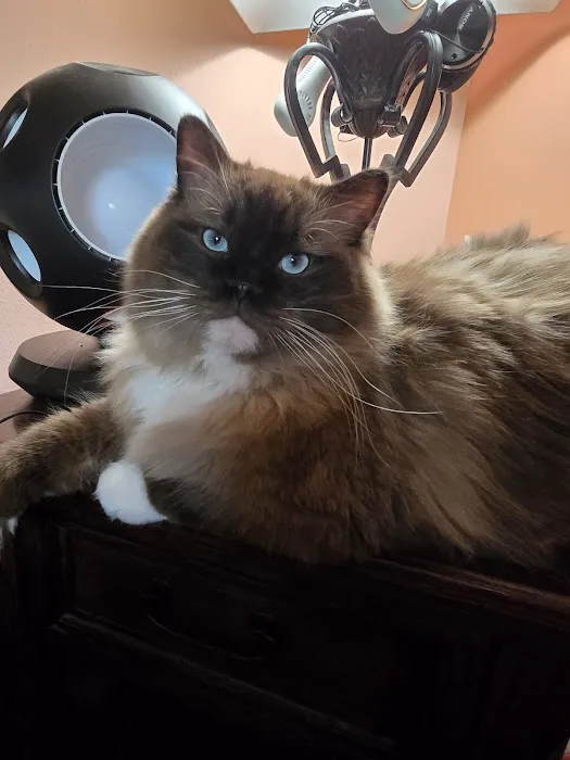 Heart of Texas Ragdolls Picture 1
