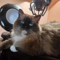 Heart of Texas Ragdolls ico