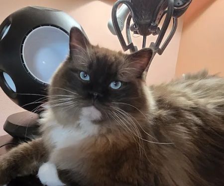 Heart of Texas Ragdolls