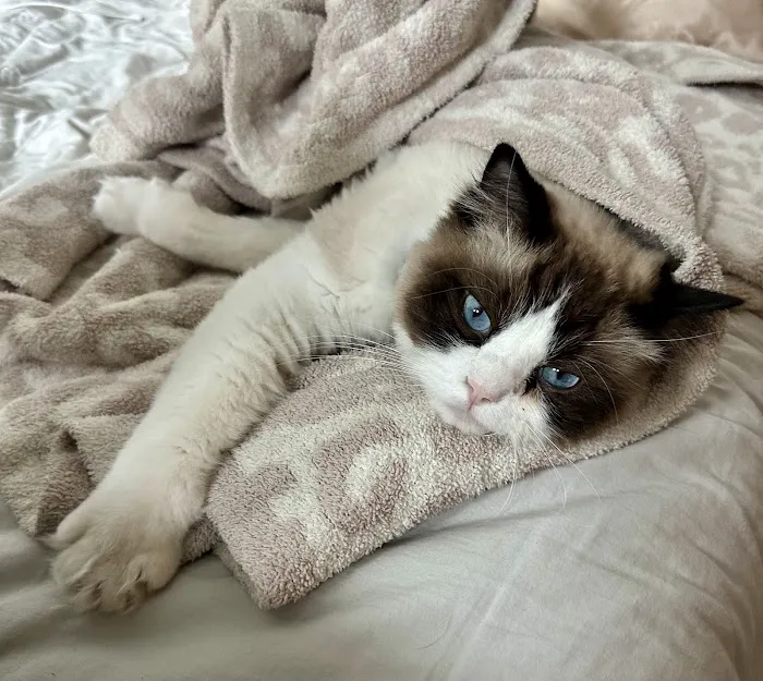 Heart of Texas Ragdolls Picture 3