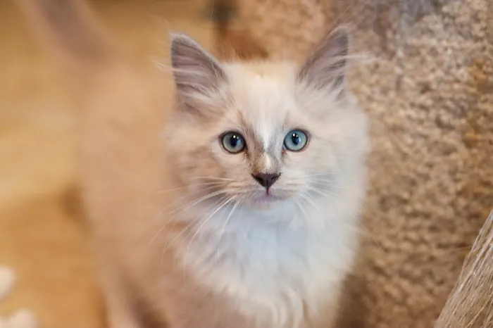 Heart of Texas Ragdolls Picture 5