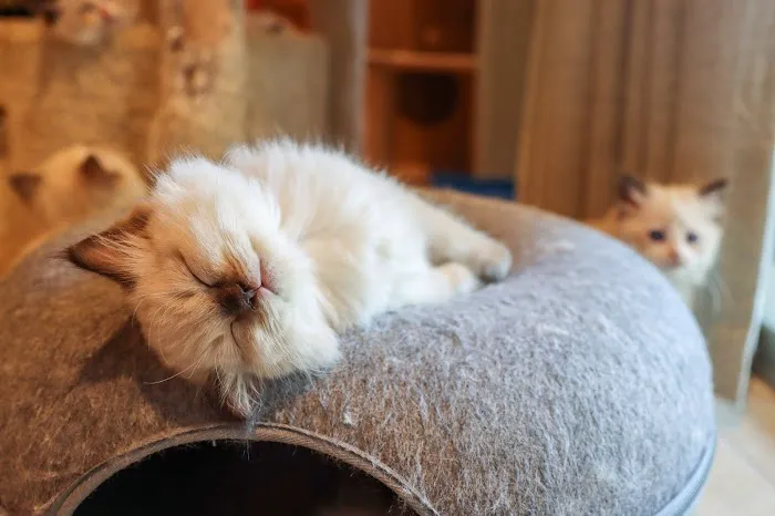 Heart of Texas Ragdolls Picture 7