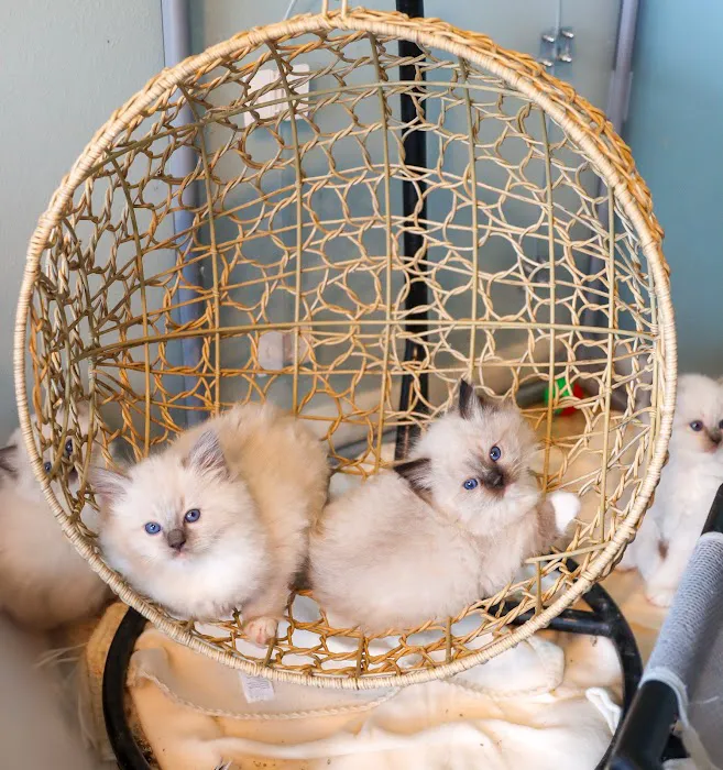 Heart of Texas Ragdolls Picture 10