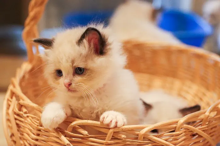 Heart of Texas Ragdolls Picture 6