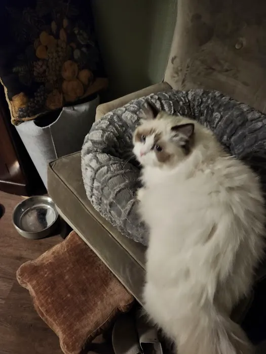 Heart of Texas Ragdolls Picture 4