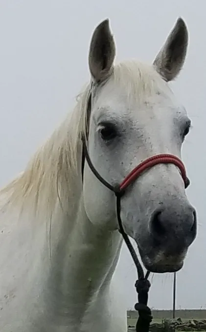 Vaquero Equine Hospital Picture 1
