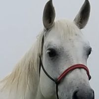 Vaquero Equine Hospital ico