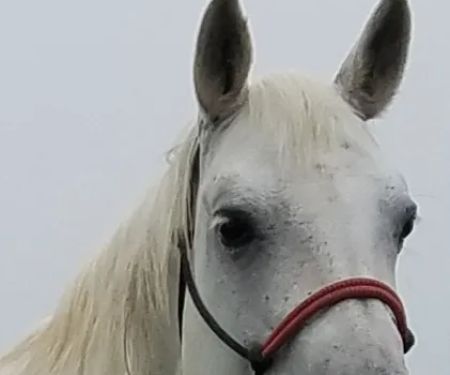 Vaquero Equine Hospital