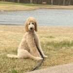 Bosque County Veterinary Clinic