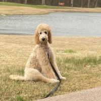 Bosque County Veterinary Clinic ico