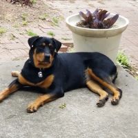 All Creatures Every Spine, PLLC ico