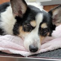 The Pet Hospital of Granbury ico
