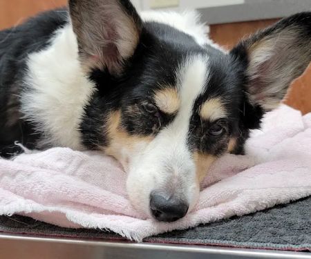 The Pet Hospital of Granbury