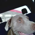 Squaw Valley Veterinary