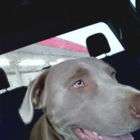 Squaw Valley Veterinary ico