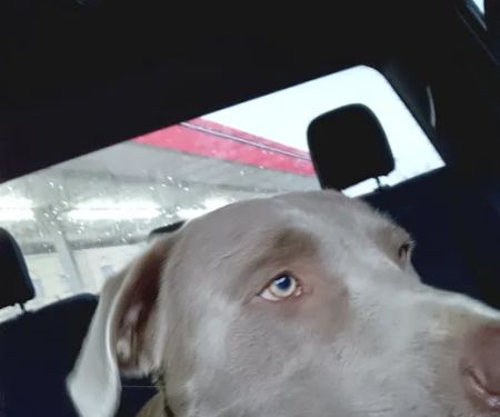 Squaw Valley Veterinary