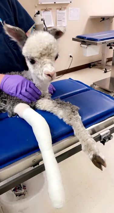 Granbury Animal Clinic Picture 8