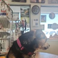 Glen Rose Veterinary Clinic ico