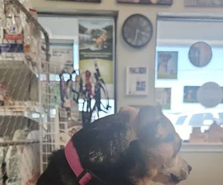 Glen Rose Veterinary Clinic