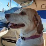 Mesquite Ridge Small Animal Hospital
