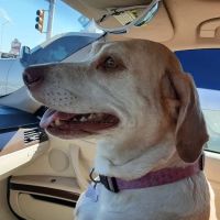 Mesquite Ridge Small Animal Hospital ico