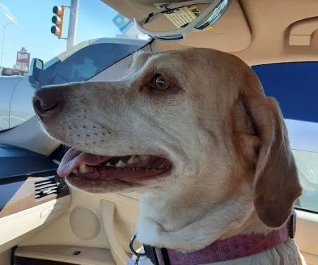 Mesquite Ridge Small Animal Hospital