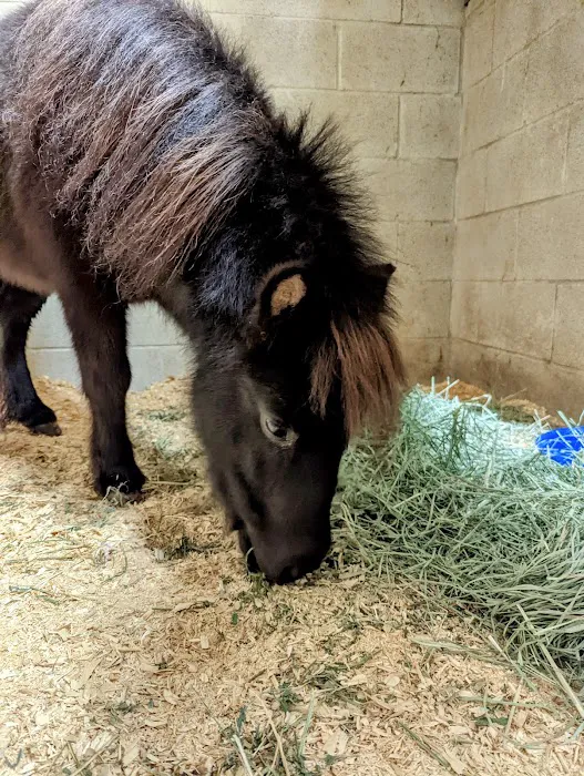 Peak Performance Equine Hospital Picture 1