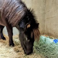 Peak Performance Equine Hospital ico